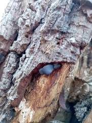 Pleurotus ostreatus