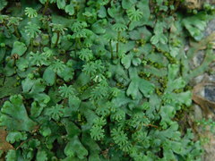 Marchantia emarginata