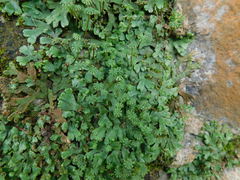 Marchantia emarginata