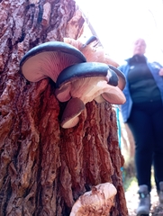 Pleurotus ostreatus