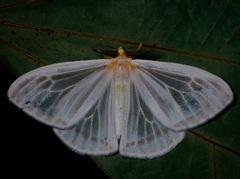 Sitvia denudata