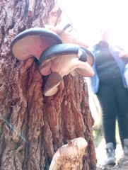 Pleurotus ostreatus