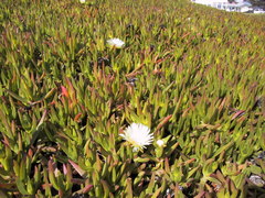 Carpobrotus edulis