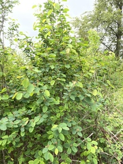 Amelanchier alnifolia