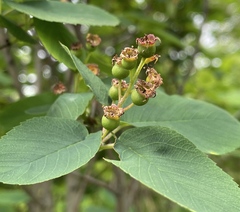 Amelanchier alnifolia