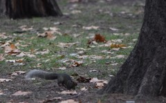 Callosciurus erythraeus