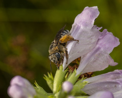 Melissodes communis communis