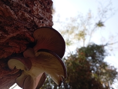 Pleurotus ostreatus