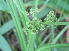 Scirpus atrovirens
