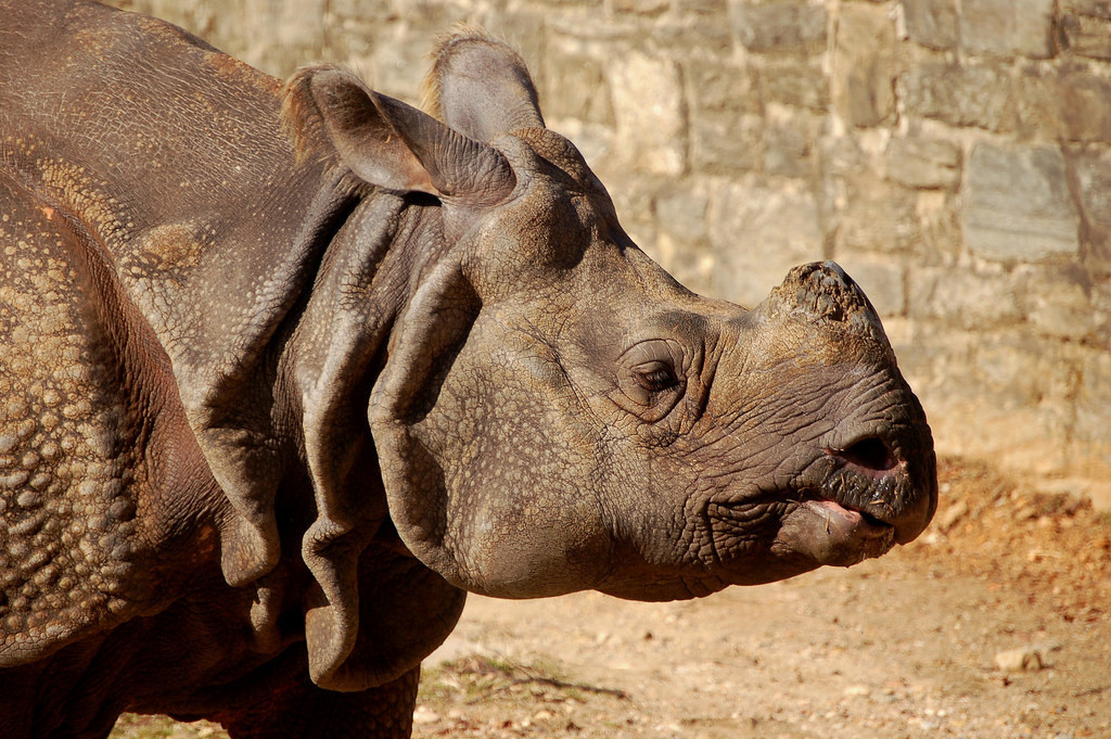 One-horned Rhinoceroses