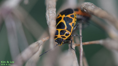 Eurydema