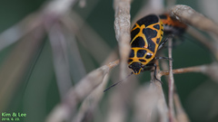 Eurydema