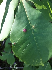 Phylloxera foveola