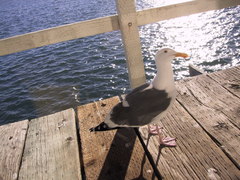 Larus occidentalis