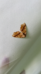 Plagodis phlogosaria