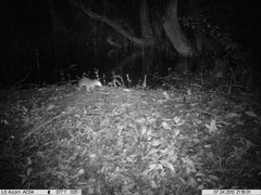 Philander opossum
