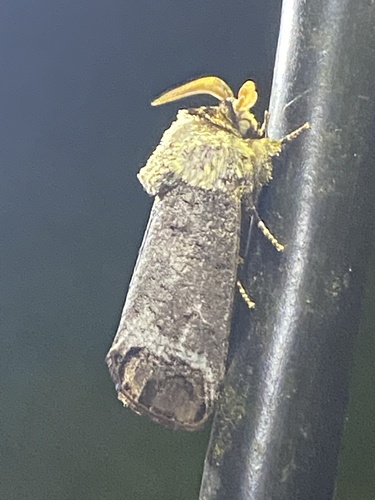 Pecan Carpenterworm Moth photo 2