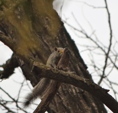 Callosciurus erythraeus