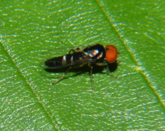 Bertamyia notata