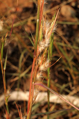 Cymbopogon obtectus