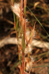 Cymbopogon obtectus