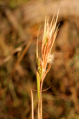 Cymbopogon obtectus