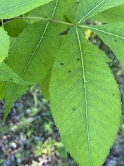 Gnomonia caryae