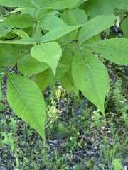 Gnomonia caryae