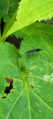 Gnophomyia