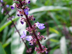 Scutellaria discolor