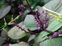 Scutellaria discolor