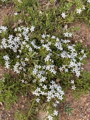 Myoporum parvifolium