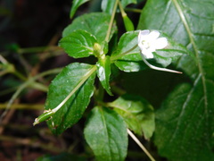 Impatiens platypetala nematoceras