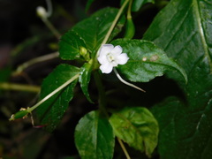 Impatiens platypetala nematoceras