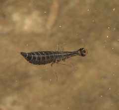Thermonectus