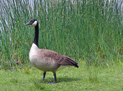 Branta canadensis
