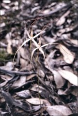 Caladenia filamentosa