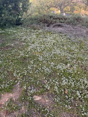 Myoporum parvifolium