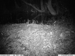 Philander opossum