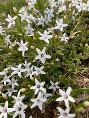 Myoporum parvifolium