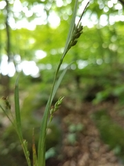 Carex laxiculmis