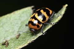 Cryptocephalus trifasciatus
