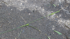 Carex oligocarpa