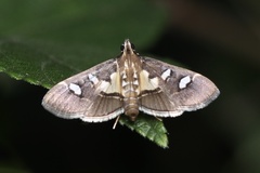 Glyphodes bicolor