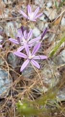 Brodiaea minor