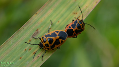 Eurydema