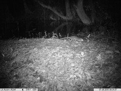 Philander opossum
