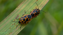 Eurydema