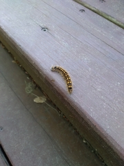 Malacosoma californica