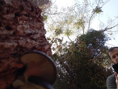 Pleurotus ostreatus